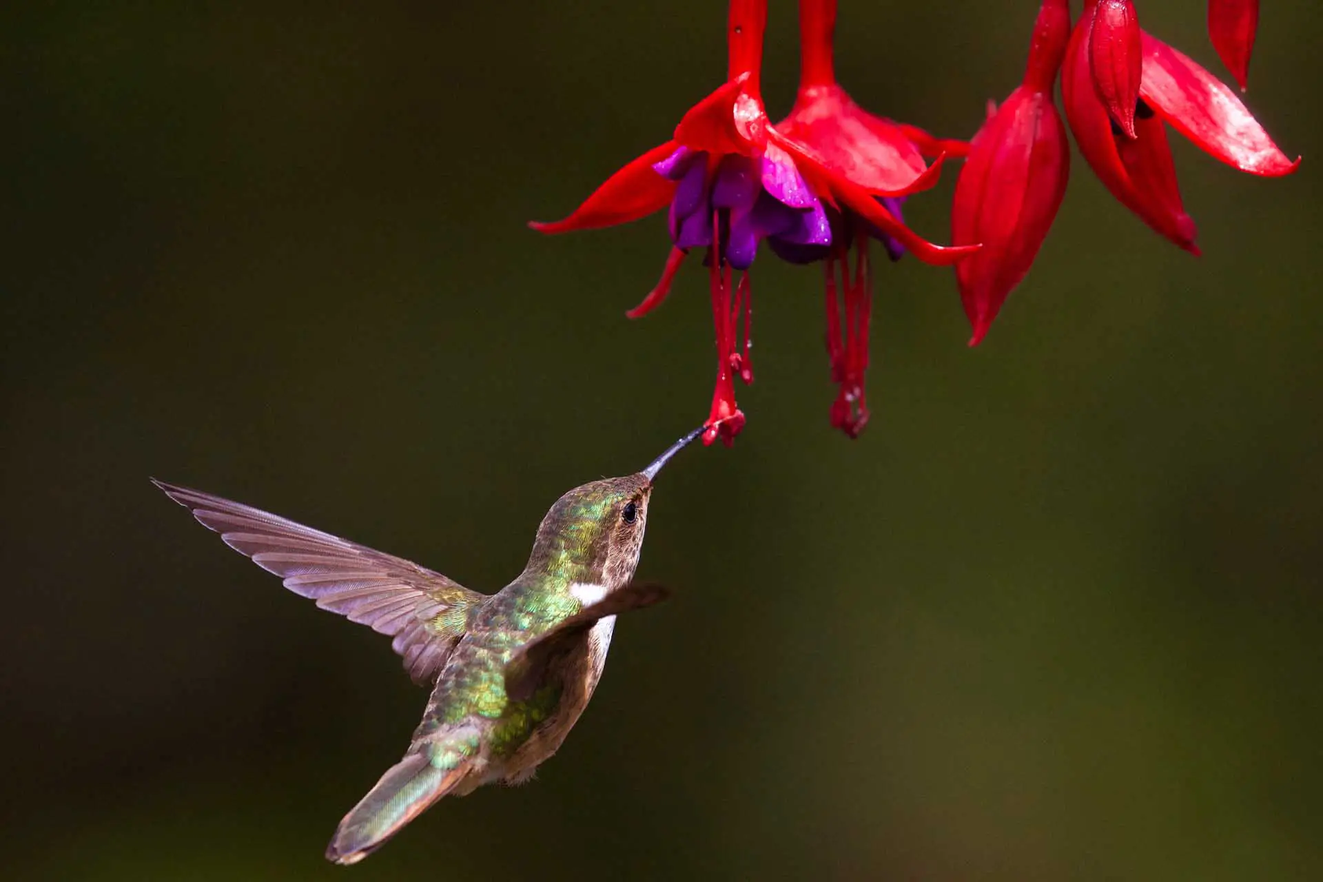 Colibri Project